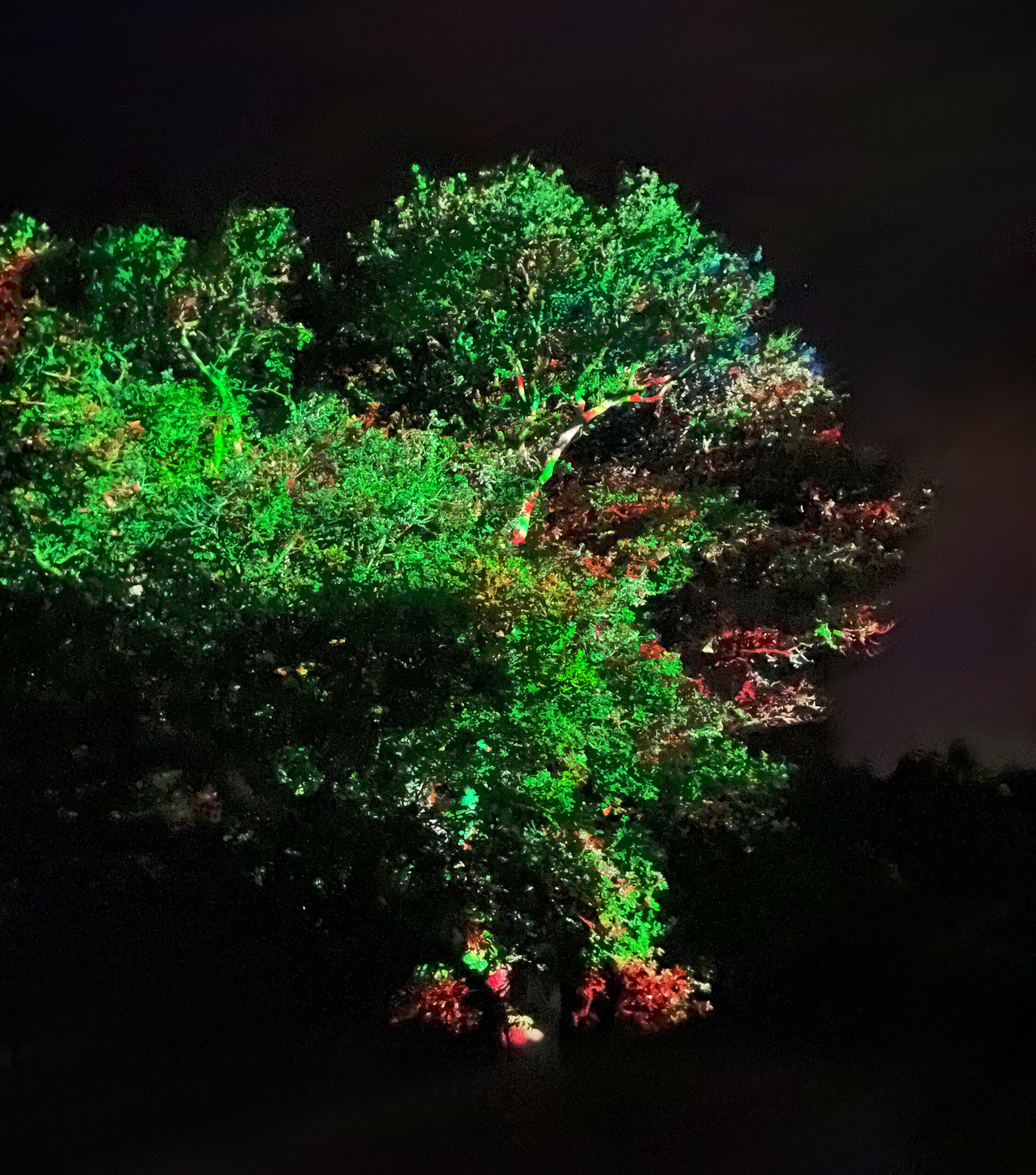 Amazing Immersive Festival Experiences